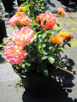 Preview: Rosa Bessy